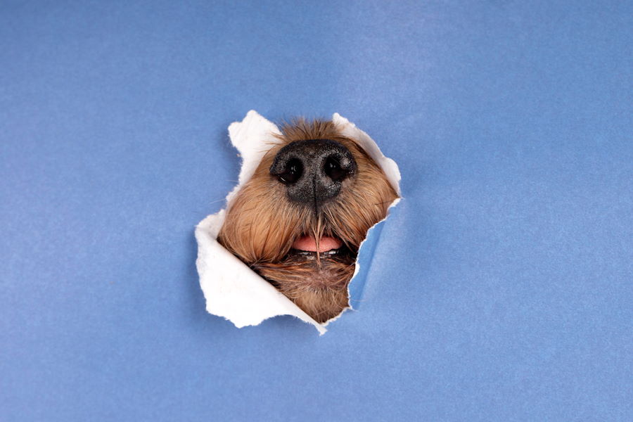 Mudanza con mascotas: todo lo que necesitas saber